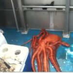 Taryn Manning Instagram - And…People think sea creatures don’t think for themselves. You don’t live in the ocean so you have zero idea the party they are having under the sea. Watch this #octopus run for his life and get through a sliver of a hole to get back home. He's scared he doesn't want to Die #pureintelligence #creator #wow also I have seen videos of a single human being lifting a car off of another human. We are magnificent beings. All of us! Powerful and made perfectly ❤️ our primal instinct is to stay alive. Let’s promote LIFE. 🥹