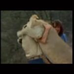 Taryn Manning Instagram - Love knows no limits. This is dedicated to @radiogirlla @psrecordingstudios. Leanne and Kid, I am so sorry for the loss of your beloved cat of almost 20 years. #michaelangelo He was beautiful and looked like a baby kitty. What wonderful loving, amazing parents you were. He lived such a long, beautiful life because of you both 🥹#animallovers #rainbowbridge #catlover #friendsforever 😇🩷 Palm Springs, California