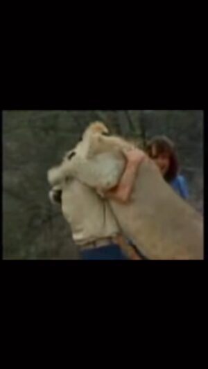 Taryn Manning Instagram - Love knows no limits. This is dedicated to @radiogirlla @psrecordingstudios. Leanne and Kid, I  am so sorry for the loss of your beloved cat of almost 20 years. #michaelangelo He was beautiful and looked like a baby kitty. What wonderful loving, amazing parents you were. He lived such a long, beautiful life because of you both 🥹#animallovers #rainbowbridge #catlover #friendsforever 😇🩷