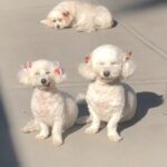 Taryn Manning Instagram - I miss you everyday gals 🥹 #tbt #penguin #curlylamb #happytails #rescues #mydogs #rip 🌈