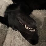 Taylor Hill Instagram - Happy Salem Saturday and national puppy day 🥰 dogs = life 🐕‍🦺🖤🤍