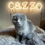 Tommaso Zorzi Instagram - Benvenuto a casa Priscilla (è un maschietto).