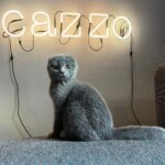 Tommaso Zorzi Instagram - Benvenuto a casa Priscilla (è un maschietto).