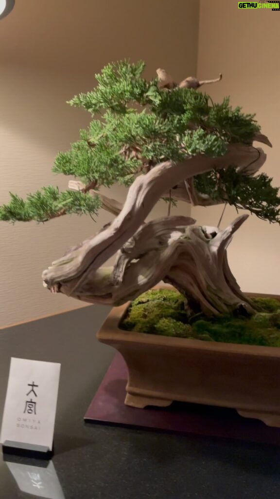 Tommy Lee Instagram - Thank you @ritzcarltontokyo for the insane bonsai party in my room! I love you…. And the nearly extinct Buttsai ??? Courtesy of @brittanyfurlan
