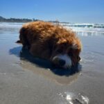 Veronica Merrell-Burriss Instagram – Beach day! 🌊☀️ Carmel