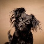 Sarah Paulson Instagram - It’s Winnie Wednesday ❤️
Our beautiful little muppet was 📸 @charlienunnphotography and will hang in the new @pawworks veterinary hospital, opening 2021.

If you are able, head over and show them some love, which will help their mission to lead, protect, HEAL 🏥, comfort and shelter those who cannot speak for themselves.