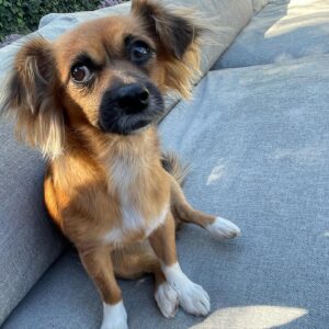 Sarah Paulson Instagram - Meet Louise.
Ousie. 
Lulu. 
She’s perfect. 
Thank you @sallysrescue for all you do.
