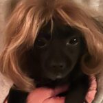 Sarah Paulson Instagram - So maybe. Just maybe @m_ceglia hair magician, and extraordinary human, creator of my Linda “Do” made a mini Linda for me, using hair from my wig, for me to keep for always… and maybe, just maybe she also designed it so Winnie could wear it. Maybe, just maybe it’s my favorite present of all time, because she knew I didn’t want to say goodbye to Linda, or her hair, so she made sure I didn’t have to. I love you @m_ceglia