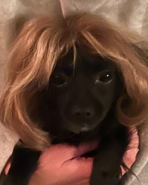 Sarah Paulson Instagram - So maybe. Just maybe @m_ceglia hair magician, and extraordinary human, creator of my Linda “Do” made a mini Linda for me, using hair from my wig, for me to keep for always… and maybe, just maybe she also designed it so Winnie could wear it. Maybe, just maybe it’s my favorite present of all time, because she knew I didn’t want to say goodbye to Linda, or her hair, so she made sure I didn’t have to. I love you @m_ceglia