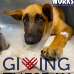 Sarah Paulson Instagram - Today is Giving Tuesday and I’m  helping @PawWorks Animal Rescue with their mission to help save countless lives & find rescued animals a loving home! Any donation made to the rescue between now and next Tuesday will be matched by Kenrose Kitchen Table Foundation up to $50,000. If you’re able to give back this year, please consider donating to Paw Works!