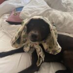 Tessa Thompson Instagram - why won’t he text me back