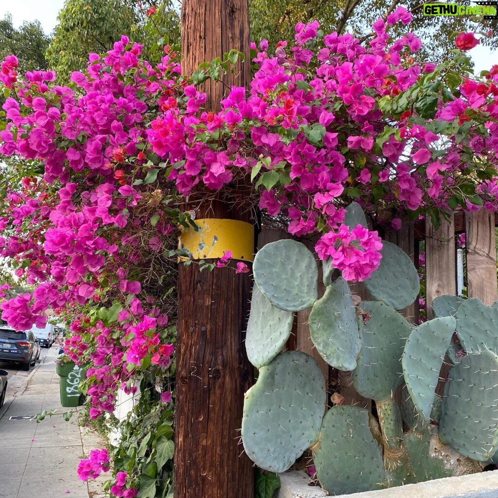 Bonnie Wright Instagram - Today for me marks 6 years living in California. I love that it happens to be raining! Some times have been soft 🌸 and some hard 🌵forever grateful for all the lessons this beautiful coastline continues to teach me. I have been a grateful visitor to the lands of Tongva, Chumash and Kumeyaay First Nations. This week has been full of deep thoughts towards the colonial history of my British ancestors, and a continual reminder why I (and we) must take reparative action and support intersectional and just systems.