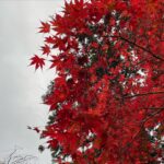 Mei Nagano Instagram - ・
秋を感じる時間🍁
もうすっかり寒いけれど🙃笑