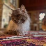 Paris Jackson Instagram - a series with purple carpet
