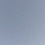 Nana Komatsu Instagram - 🦅🦇