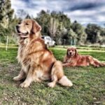 Vanessa Incontrada Instagram - Ecco i miei pelosi, Zelig e Tokyo 🐶😍🐶