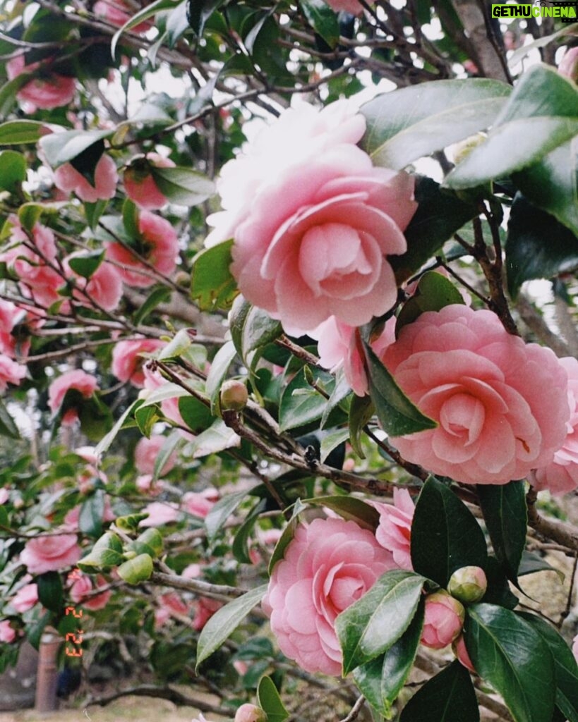 Minami Hamabe Instagram - こんばんは🐆
あっという間に春が来て4月が始まりましたね
数々のお別れを越え
新たなスタートが賑わう4月🐆
といえば。

連続テレビ小説『らんまん』
明日4月3日(月)からいよいよ始まります!🐆🐆🐆🐆 
日本の植物学者・牧野富太郎博士をモデルに、神木隆之介さんが草花をこよなく愛する主人公（万太郎）を演じられる、愛がいっぱい詰まった物語です🐆

初週は万太郎さんが子供の頃のお話です🐆
『約束のネバーランド』でフィルとしてご一緒した森優理斗くんが元気いっぱい愛らしさいっぱいで演じていて、心をあっという間に鷲掴みされてしまいました🐆

心を晴れやかに明るく照らしてくれるドラマになっているなと思い、私も「らんまん」と共にこれから迎える朝が楽しみです🐆
明日から皆さんとおはようしたいですね🐆

写真はロケ撮影で出会ったピンクの椿🐆
神木さんと撮らせていただいた写真はまだ現像に至っておらず…第2週以降にあげますね🐆

では！明日はちゃんと起きなきゃだから!おやすみなさい!!