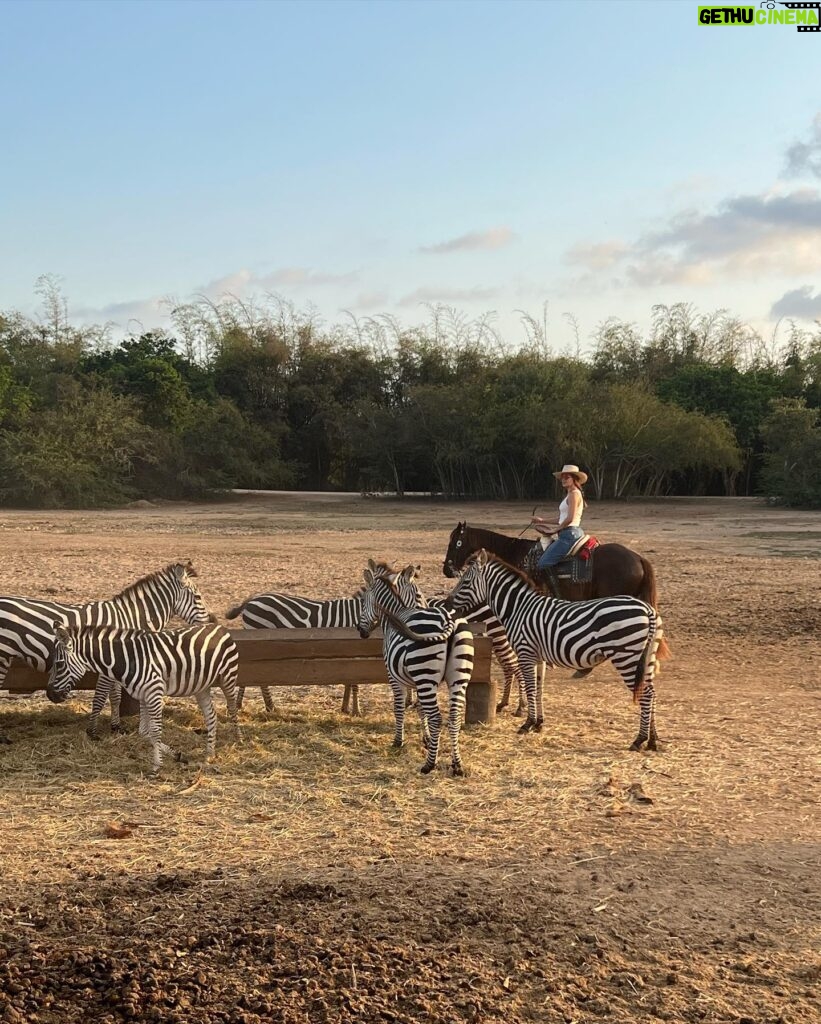 Renata Notni Instagram - Enloquecida 🐴 🦓 🧡
@cuixmala 
#cuixmala