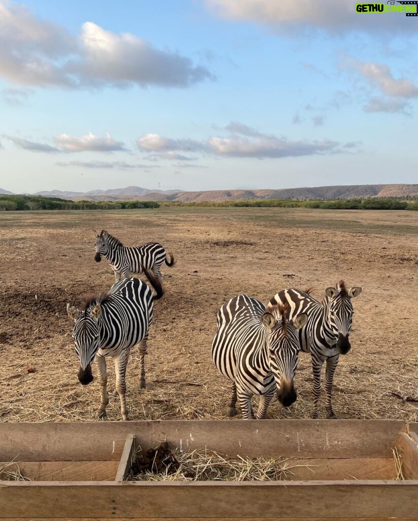 Renata Notni Instagram - Enloquecida 🐴 🦓 🧡
@cuixmala 
#cuixmala