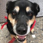 Kate Walsh Instagram - Rosie Walsh, aka Rosie The Dog, aka Rosie Perez, aka Rose Hound, Rosebud, Roro has left us after 15 years, 3 months of loyal service. 💫 💔 Rosie was born under a house in the Bronx and I adopted her just 8 weeks later as part of a dog adoption campaign with @AnimalHaven in NYC & took her back to Los Angeles to hang out with Lucy, Billy, Pablo & me. (I initially couldn’t decide between Rosie and her brother Amico, so when I chose Rosie, my brother Sean adopted Amico and took him home to Seattle 😊) 
We had so many amazing years together, from the Hollywood Hills to the dog parks of Los Feliz & Encino, to the snowy mountains of Lake Tahoe, to the beaches of Malibu to the streets of NYC & Washington square park, and finally to Perth, where she has endlessly walked & swam the beaches, the Swan river, and vigorously rounded the cricket oval & trails as if she was expected at the Swanbourne Bridge Club! 😂 Rosie had an iron will to live and was my always companion…whenever I could bring her to set I would, and when I couldn’t I had the best people looking after her. 
She kept Lucy the Dog, Billy & Pablo company until they left this world and I’m so grateful for all she taught me and very, very grateful that she waited for me to come back from LA say goodbye to me snout to snout. I am also incredibly grateful for Mikey Lage (@MrHollywoof), Heather Tobin (@Southern_Spirit_Farm), #CristyDavey and Tina Van Leuven (@UpliftersNation) and all the others who have walked Rosie & loved her so well. And thanks too to all of the wonderful veterinarians all over the world, but especially here in Perth who helped her with her palliative care and eventually her transition at home. I honestly think she was the happiest here in her Western Australia retirement.