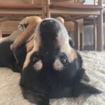 Kate Walsh Instagram - Rosie Walsh, aka Rosie The Dog, aka Rosie Perez, aka Rose Hound, Rosebud, Roro has left us after 15 years, 3 months of loyal service. 💫 💔 Rosie was born under a house in the Bronx and I adopted her just 8 weeks later as part of a dog adoption campaign with @AnimalHaven in NYC & took her back to Los Angeles to hang out with Lucy, Billy, Pablo & me. (I initially couldn’t decide between Rosie and her brother Amico, so when I chose Rosie, my brother Sean adopted Amico and took him home to Seattle 😊) 
We had so many amazing years together, from the Hollywood Hills to the dog parks of Los Feliz & Encino, to the snowy mountains of Lake Tahoe, to the beaches of Malibu to the streets of NYC & Washington square park, and finally to Perth, where she has endlessly walked & swam the beaches, the Swan river, and vigorously rounded the cricket oval & trails as if she was expected at the Swanbourne Bridge Club! 😂 Rosie had an iron will to live and was my always companion…whenever I could bring her to set I would, and when I couldn’t I had the best people looking after her. 
She kept Lucy the Dog, Billy & Pablo company until they left this world and I’m so grateful for all she taught me and very, very grateful that she waited for me to come back from LA say goodbye to me snout to snout. I am also incredibly grateful for Mikey Lage (@MrHollywoof), Heather Tobin (@Southern_Spirit_Farm), #CristyDavey and Tina Van Leuven (@UpliftersNation) and all the others who have walked Rosie & loved her so well. And thanks too to all of the wonderful veterinarians all over the world, but especially here in Perth who helped her with her palliative care and eventually her transition at home. I honestly think she was the happiest here in her Western Australia retirement.