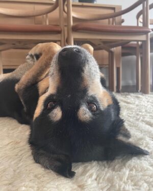 Kate Walsh Instagram - Rosie Walsh, aka Rosie The Dog, aka Rosie Perez, aka Rose Hound, Rosebud, Roro has left us after 15 years, 3 months of loyal service. 💫 💔 Rosie was born under a house in the Bronx and I adopted her just 8 weeks later as part of a dog adoption campaign with @AnimalHaven in NYC & took her back to Los Angeles to hang out with Lucy, Billy, Pablo & me. (I initially couldn’t decide between Rosie and her brother Amico, so when I chose Rosie, my brother Sean adopted Amico and took him home to Seattle 😊) 
We had so many amazing years together, from the Hollywood Hills to the dog parks of Los Feliz & Encino, to the snowy mountains of Lake Tahoe, to the beaches of Malibu to the streets of NYC & Washington square park, and finally to Perth, where she has endlessly walked & swam the beaches, the Swan river, and vigorously rounded the cricket oval & trails as if she was expected at the Swanbourne Bridge Club! 😂 Rosie had an iron will to live and was my always companion…whenever I could bring her to set I would, and when I couldn’t I had the best people looking after her. 
She kept Lucy the Dog, Billy & Pablo company until they left this world and I’m so grateful for all she taught me and very, very grateful that she waited for me to come back from LA say goodbye to me snout to snout. I am also incredibly grateful for Mikey Lage (@MrHollywoof), Heather Tobin (@Southern_Spirit_Farm), #CristyDavey and Tina Van Leuven (@UpliftersNation) and all the others who have walked Rosie & loved her so well. And thanks too to all of the wonderful veterinarians all over the world, but especially here in Perth who helped her with her palliative care and eventually her transition at home. I honestly think she was the happiest here in her Western Australia retirement.