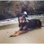 Kate Walsh Instagram - Rosie Walsh, aka Rosie The Dog, aka Rosie Perez, aka Rose Hound, Rosebud, Roro has left us after 15 years, 3 months of loyal service. 💫 💔 Rosie was born under a house in the Bronx and I adopted her just 8 weeks later as part of a dog adoption campaign with @AnimalHaven in NYC & took her back to Los Angeles to hang out with Lucy, Billy, Pablo & me. (I initially couldn’t decide between Rosie and her brother Amico, so when I chose Rosie, my brother Sean adopted Amico and took him home to Seattle 😊) 
We had so many amazing years together, from the Hollywood Hills to the dog parks of Los Feliz & Encino, to the snowy mountains of Lake Tahoe, to the beaches of Malibu to the streets of NYC & Washington square park, and finally to Perth, where she has endlessly walked & swam the beaches, the Swan river, and vigorously rounded the cricket oval & trails as if she was expected at the Swanbourne Bridge Club! 😂 Rosie had an iron will to live and was my always companion…whenever I could bring her to set I would, and when I couldn’t I had the best people looking after her. 
She kept Lucy the Dog, Billy & Pablo company until they left this world and I’m so grateful for all she taught me and very, very grateful that she waited for me to come back from LA say goodbye to me snout to snout. I am also incredibly grateful for Mikey Lage (@MrHollywoof), Heather Tobin (@Southern_Spirit_Farm), #CristyDavey and Tina Van Leuven (@UpliftersNation) and all the others who have walked Rosie & loved her so well. And thanks too to all of the wonderful veterinarians all over the world, but especially here in Perth who helped her with her palliative care and eventually her transition at home. I honestly think she was the happiest here in her Western Australia retirement.