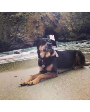Kate Walsh Instagram - Rosie Walsh, aka Rosie The Dog, aka Rosie Perez, aka Rose Hound, Rosebud, Roro has left us after 15 years, 3 months of loyal service. 💫 💔 Rosie was born under a house in the Bronx and I adopted her just 8 weeks later as part of a dog adoption campaign with @AnimalHaven in NYC & took her back to Los Angeles to hang out with Lucy, Billy, Pablo & me. (I initially couldn’t decide between Rosie and her brother Amico, so when I chose Rosie, my brother Sean adopted Amico and took him home to Seattle 😊) 
We had so many amazing years together, from the Hollywood Hills to the dog parks of Los Feliz & Encino, to the snowy mountains of Lake Tahoe, to the beaches of Malibu to the streets of NYC & Washington square park, and finally to Perth, where she has endlessly walked & swam the beaches, the Swan river, and vigorously rounded the cricket oval & trails as if she was expected at the Swanbourne Bridge Club! 😂 Rosie had an iron will to live and was my always companion…whenever I could bring her to set I would, and when I couldn’t I had the best people looking after her. 
She kept Lucy the Dog, Billy & Pablo company until they left this world and I’m so grateful for all she taught me and very, very grateful that she waited for me to come back from LA say goodbye to me snout to snout. I am also incredibly grateful for Mikey Lage (@MrHollywoof), Heather Tobin (@Southern_Spirit_Farm), #CristyDavey and Tina Van Leuven (@UpliftersNation) and all the others who have walked Rosie & loved her so well. And thanks too to all of the wonderful veterinarians all over the world, but especially here in Perth who helped her with her palliative care and eventually her transition at home. I honestly think she was the happiest here in her Western Australia retirement.