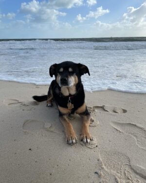 Kate Walsh Instagram - Rosie Walsh, aka Rosie The Dog, aka Rosie Perez, aka Rose Hound, Rosebud, Roro has left us after 15 years, 3 months of loyal service. 💫 💔 Rosie was born under a house in the Bronx and I adopted her just 8 weeks later as part of a dog adoption campaign with @AnimalHaven in NYC & took her back to Los Angeles to hang out with Lucy, Billy, Pablo & me. (I initially couldn’t decide between Rosie and her brother Amico, so when I chose Rosie, my brother Sean adopted Amico and took him home to Seattle 😊) 
We had so many amazing years together, from the Hollywood Hills to the dog parks of Los Feliz & Encino, to the snowy mountains of Lake Tahoe, to the beaches of Malibu to the streets of NYC & Washington square park, and finally to Perth, where she has endlessly walked & swam the beaches, the Swan river, and vigorously rounded the cricket oval & trails as if she was expected at the Swanbourne Bridge Club! 😂 Rosie had an iron will to live and was my always companion…whenever I could bring her to set I would, and when I couldn’t I had the best people looking after her. 
She kept Lucy the Dog, Billy & Pablo company until they left this world and I’m so grateful for all she taught me and very, very grateful that she waited for me to come back from LA say goodbye to me snout to snout. I am also incredibly grateful for Mikey Lage (@MrHollywoof), Heather Tobin (@Southern_Spirit_Farm), #CristyDavey and Tina Van Leuven (@UpliftersNation) and all the others who have walked Rosie & loved her so well. And thanks too to all of the wonderful veterinarians all over the world, but especially here in Perth who helped her with her palliative care and eventually her transition at home. I honestly think she was the happiest here in her Western Australia retirement.
