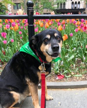 Kate Walsh Instagram - Rosie Walsh, aka Rosie The Dog, aka Rosie Perez, aka Rose Hound, Rosebud, Roro has left us after 15 years, 3 months of loyal service. 💫 💔 Rosie was born under a house in the Bronx and I adopted her just 8 weeks later as part of a dog adoption campaign with @AnimalHaven in NYC & took her back to Los Angeles to hang out with Lucy, Billy, Pablo & me. (I initially couldn’t decide between Rosie and her brother Amico, so when I chose Rosie, my brother Sean adopted Amico and took him home to Seattle 😊) 
We had so many amazing years together, from the Hollywood Hills to the dog parks of Los Feliz & Encino, to the snowy mountains of Lake Tahoe, to the beaches of Malibu to the streets of NYC & Washington square park, and finally to Perth, where she has endlessly walked & swam the beaches, the Swan river, and vigorously rounded the cricket oval & trails as if she was expected at the Swanbourne Bridge Club! 😂 Rosie had an iron will to live and was my always companion…whenever I could bring her to set I would, and when I couldn’t I had the best people looking after her. 
She kept Lucy the Dog, Billy & Pablo company until they left this world and I’m so grateful for all she taught me and very, very grateful that she waited for me to come back from LA say goodbye to me snout to snout. I am also incredibly grateful for Mikey Lage (@MrHollywoof), Heather Tobin (@Southern_Spirit_Farm), #CristyDavey and Tina Van Leuven (@UpliftersNation) and all the others who have walked Rosie & loved her so well. And thanks too to all of the wonderful veterinarians all over the world, but especially here in Perth who helped her with her palliative care and eventually her transition at home. I honestly think she was the happiest here in her Western Australia retirement.