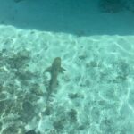 Dilan Çiçek Deniz Instagram - Teenage shark doo doo doo 🦈