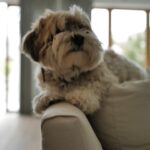 Gina Rodriguez Instagram - Things I am grateful for this week:
A NEW EPISODE of Not Dead Yet Tonight!  My genius baby saying I love you to my incredibly stellar husband and baby daddy.  Charlie (always Charlie). Spring has sprung.  Marty the meatball doggy  Randy’s donuts. #sittingingratitude