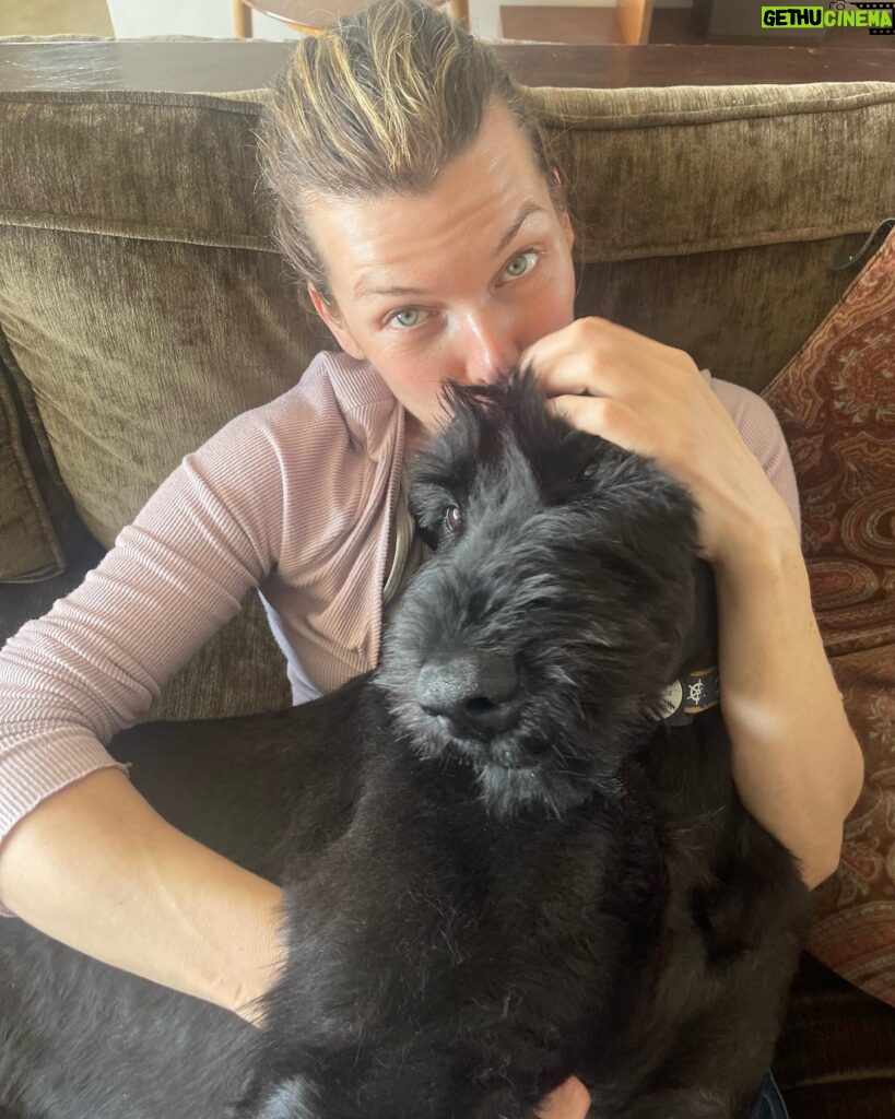 Milla Jovovich Instagram - Happy Saturday from me and the newest member of the Jovovich-Anderson clan, Wellington! We rescued this huge baby beastling from an animal hospital where he’d been abandoned dying of pneumonia because the owner couldn’t afford to pay the bills. Poor guy was just skin and bones. But as you can see, he’s super healthy and happy now lying on his mama’s lap and getting all the love and cuddles any dog could ask for! He’s settling in well, but we’re still potty training him so he’s got a doggie diaper on😂. Before people worry, I make sure he goes outside every time he drinks water, so he spends most of his time without them. But when he’s hanging on the couch with the family, we need to be cautious or I have A LOT of cleaning to do when he has an accident🤦🏻‍♀️ Anyway, hope you’re all doing great and sending lots of love your way!❤️❤️❤️