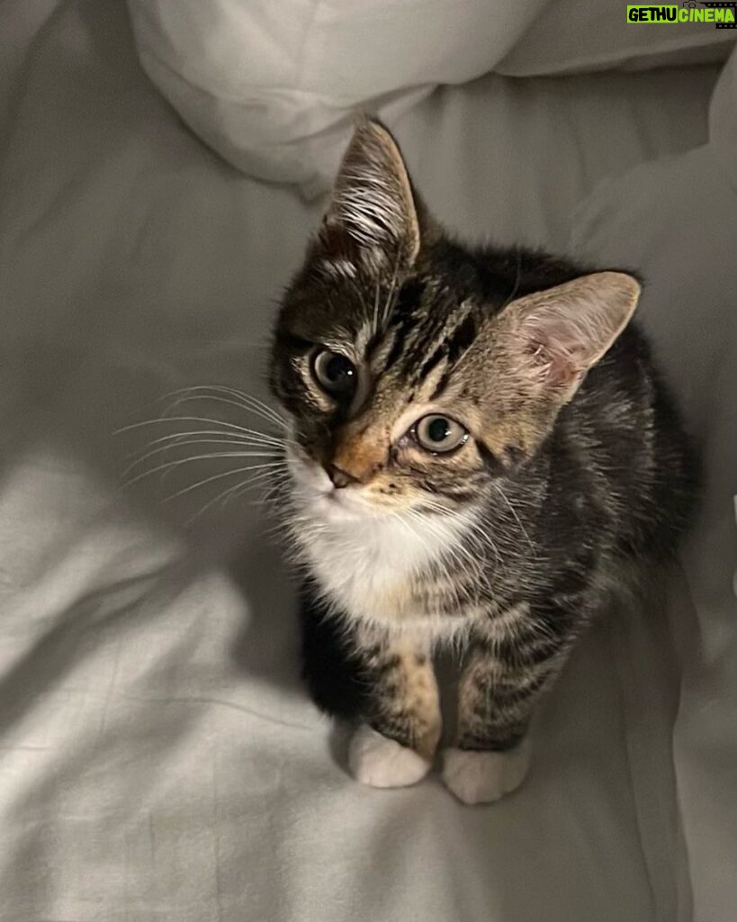 Leah Remini Instagram - Advice from mom and dad: “Sofia, please don’t get a cat. You are in college, you need to focus on school, and getting any pet right now will add more stress to your life.” Did she listen to us? Meet my granddaughter, Lady Pagan.