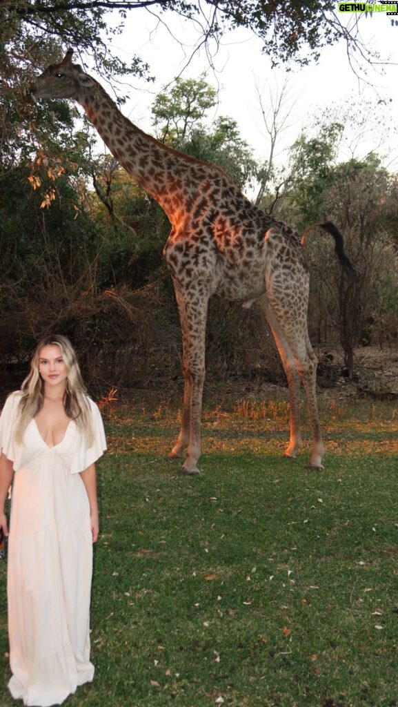 Kinsey Wolanski Instagram - We drove from Zambia to Botswana to do the most unreal safari in Chobe. Africa you have blown me away ❤🦒 

#africa #safari #botswana #travel