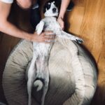 Melissa Benoist Instagram - woof👌