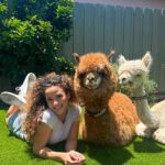 Sofie Dossi Instagram - Which animal is your favorite? 🥰