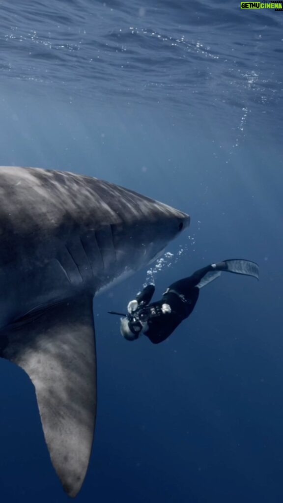 Kinsey Wolanski Instagram - Shark diving with no cage 😳 The team made me feel so calm, it’s amazing the relationship they have built with these beautiful beasts 🦈

#shark #travel #adventure #scary #ocean #beach