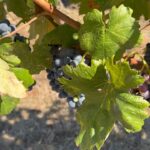 Ludwika Paleta Instagram - 🍇 El Valle my love