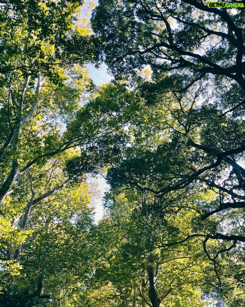 Kōki Instagram - ルンちゃんとのお散歩📷

満開の金木犀🥰
甘い香りが大好きです☺️