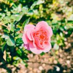 Kōki Instagram - 💗🌱

Photo by sis @cocomi_553_official ☺️