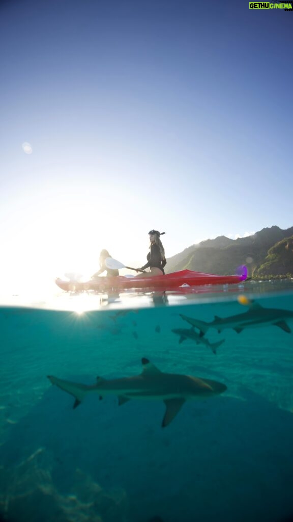 Kinsey Wolanski Instagram - Whats actually under your kayak….. 😳 

#shark #sharkweek #ocean #travel #scary