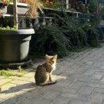 Han Hyo-joo Instagram - #북마케도니아
#northmakedonia 
#ohrid 

Peaceful ✨