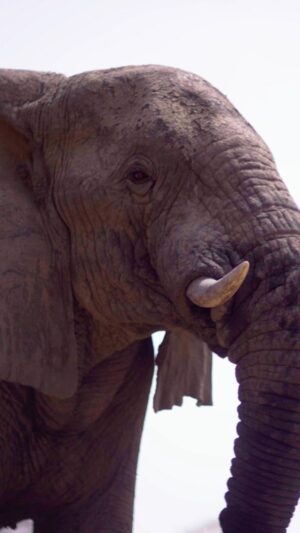 Shailene Woodley Instagram - Zakouma: A Story Of Hope 🐘

We travel to Zakouma National Park in Chad with @shailenewoodley to learn more about how the ban on poaching has positively impacted wildlife.

Our home. Our future. This is #PlanetEarth3 🌍