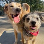 Camilla Luddington Instagram – 2 of my 3 rescue pups 🐶 🐶 #adoptdontshop #rescue