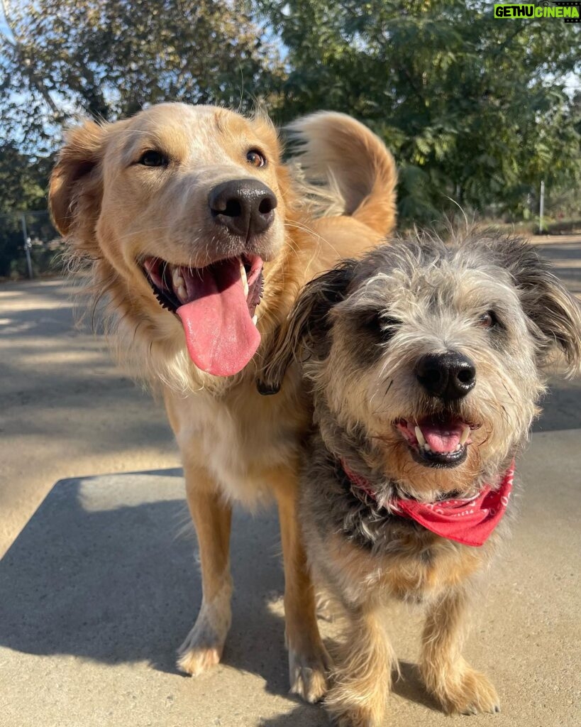Camilla Luddington Instagram - 2 of my 3 rescue pups 🐶 🐶 #adoptdontshop #rescue