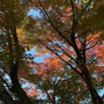 Nana Komatsu Instagram - 🍂