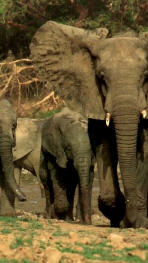 Shailene Woodley Instagram - Progress After Poaching 🐘

Due to the courageous work of these dedicated rangers, the elephants in Zakouma National Park have learned to trust again – and their population is thriving.
 
Our home. Our future. This is #PlanetEarth3 🌍