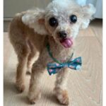 Nozomi Sasaki Instagram - ペロン🐶🤎
もうすぐ15才！
#愛犬