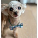 Nozomi Sasaki Instagram - ペロン🐶🤎
もうすぐ15才！
#愛犬
